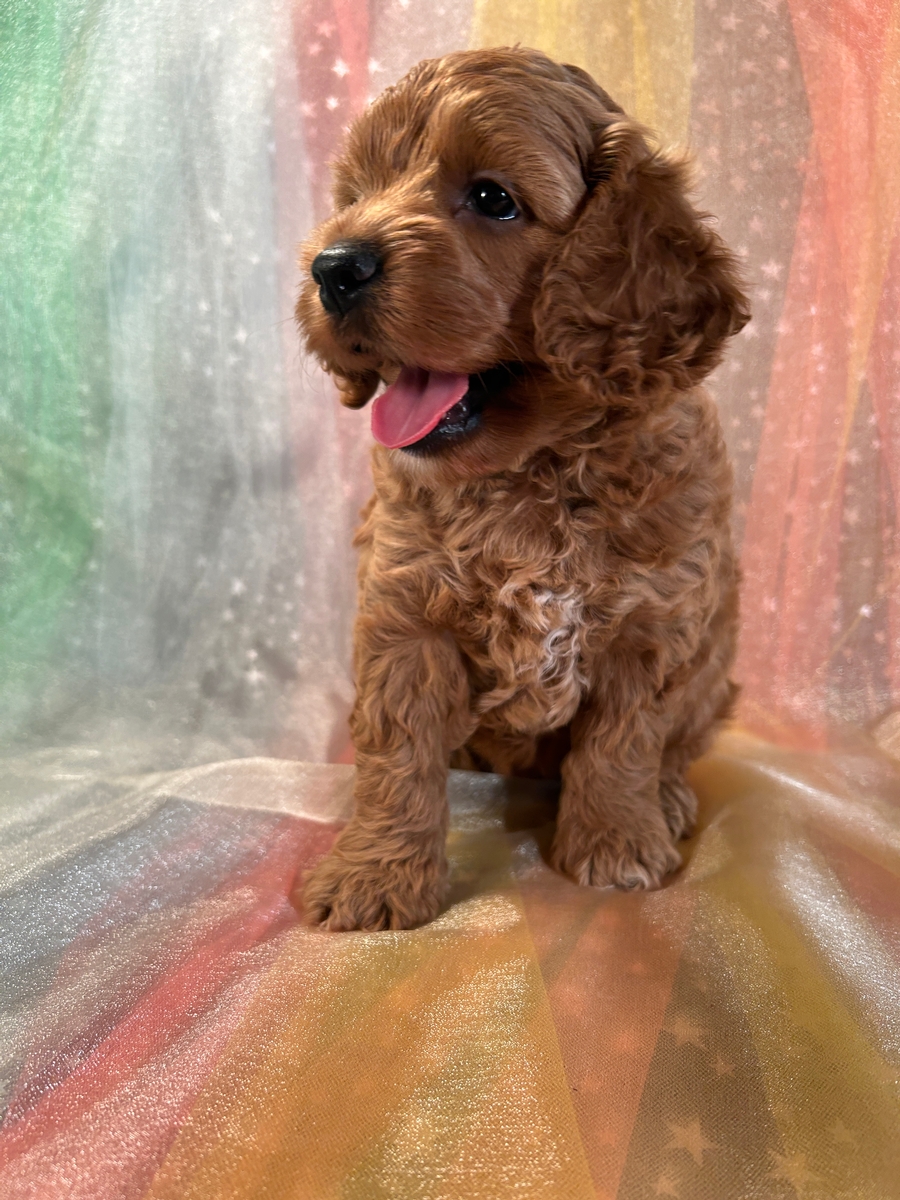 Female F1 Cockapoo Puppy for Sale DOB 6-1-2024 $1200